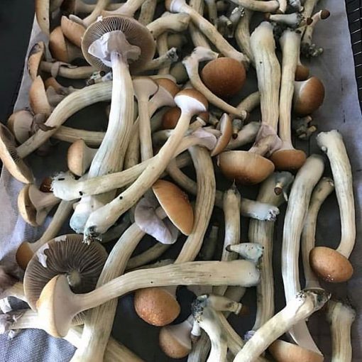 Buy Albino Penis Envy Mushrooms Online London