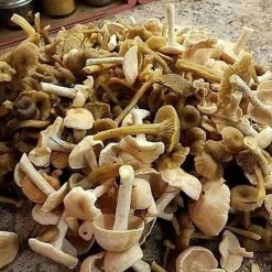 Buy Blue Meanie Mushrooms Online USA