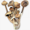 buy golden teacher mushrooms online UK