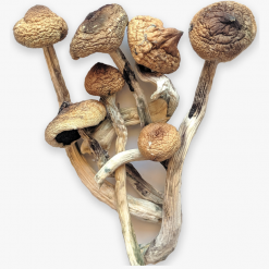 buy golden teacher mushrooms online UK