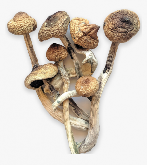 buy golden teacher mushrooms online UK