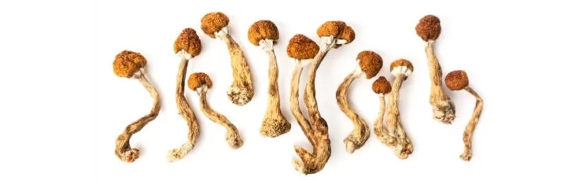 buy psilocybin mushrooms online